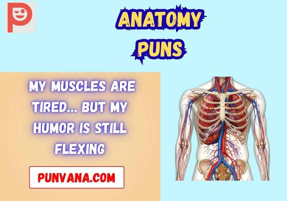Anatomy puns one liners